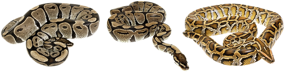 Animal Png - Serpent Of 6 - Mass Market (960x256), Png Download