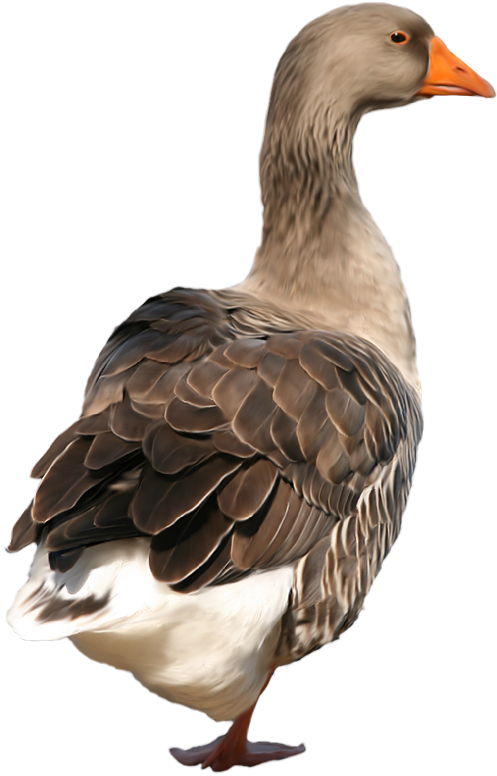 Svg Free Clip Art Best Web - Duck Png (1021x1600), Png Download