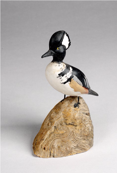 Hooded Merganser Duck From Yarmouth Town Libraries, - Bufflehead (1252x694), Png Download