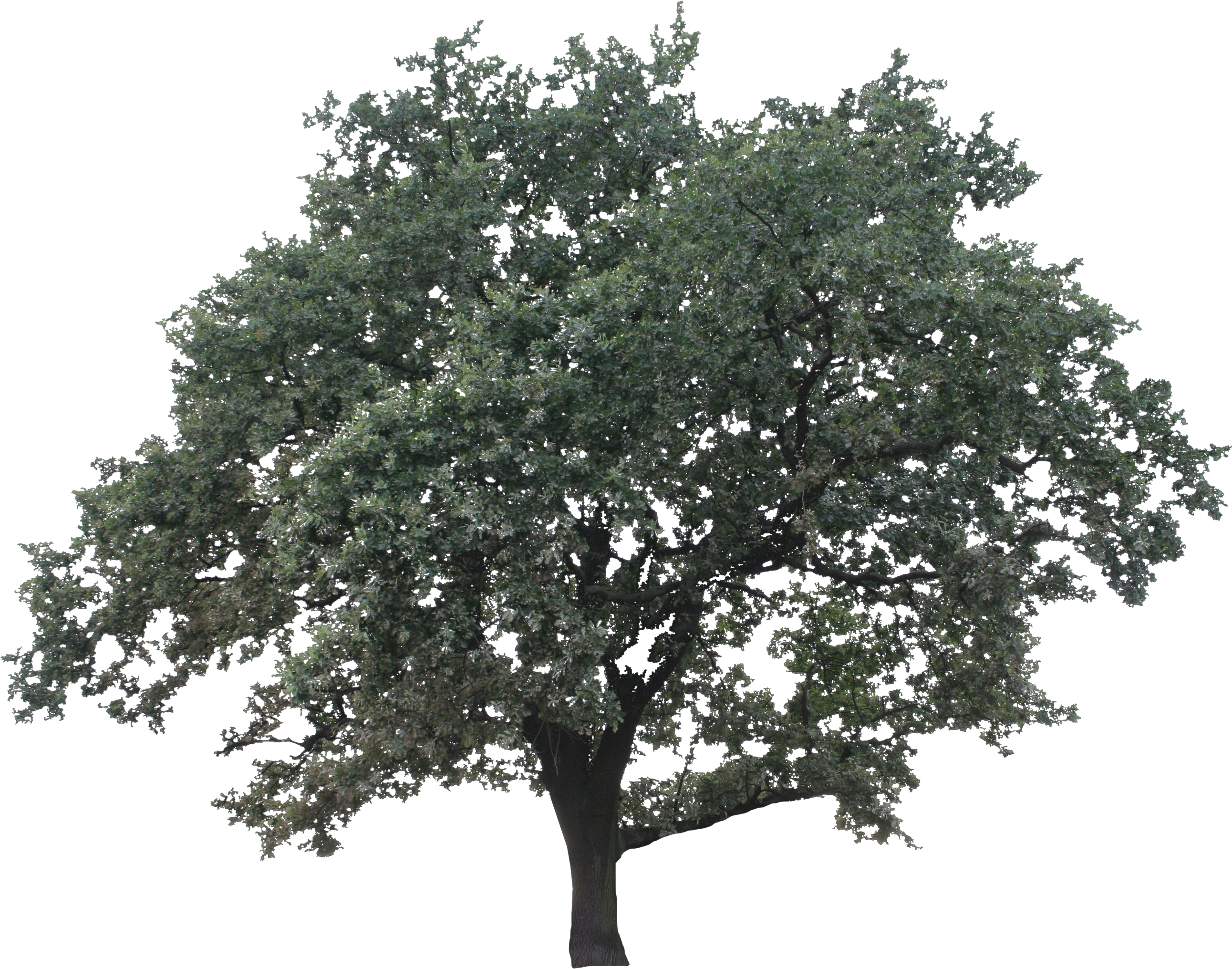 Live Oak Png - Drawing (2742x2146), Png Download