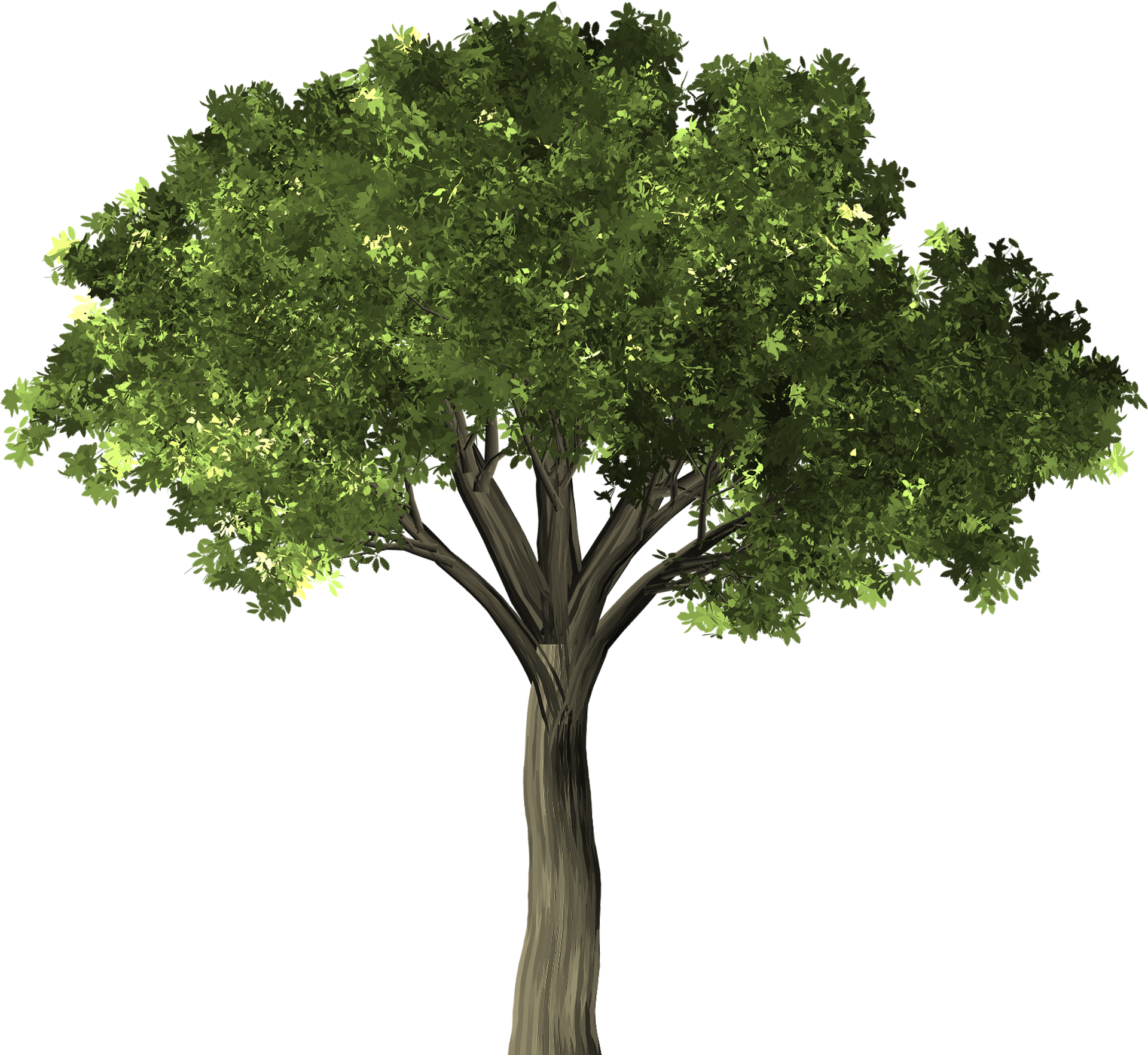 Dutch Elm Disease - Arbol Higuera Png (1920x1765), Png Download