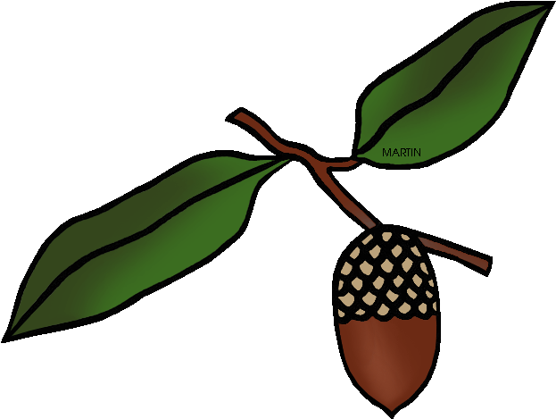 Georgia State Tree (648x499), Png Download