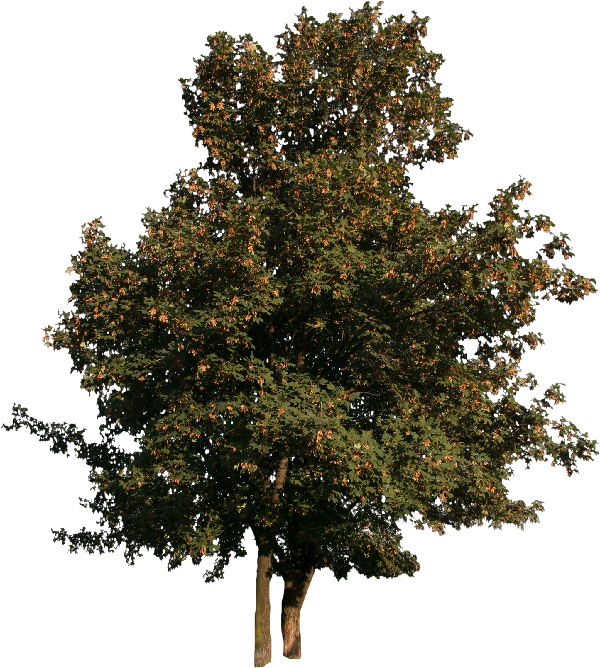 2d Trees - Tree Cut Out Png (2304x2647), Png Download