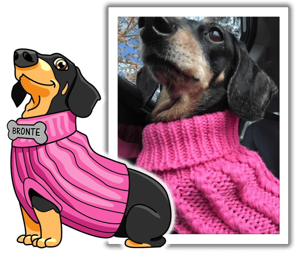 Meet Bronte, One Of Sausagemoji's Favorite Pups - Dachshund (1024x870), Png Download