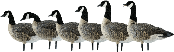 Premium Decoys - Avian-x Axp Outfitter Lesser 12 Pack (700x350), Png Download