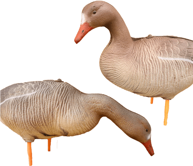 Specklebelly Goose Decoys - Goose (650x650), Png Download