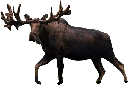 Vector Download Gdt Gm Boston Bruins Vancouver Canucks - Transparent Moose (450x323), Png Download