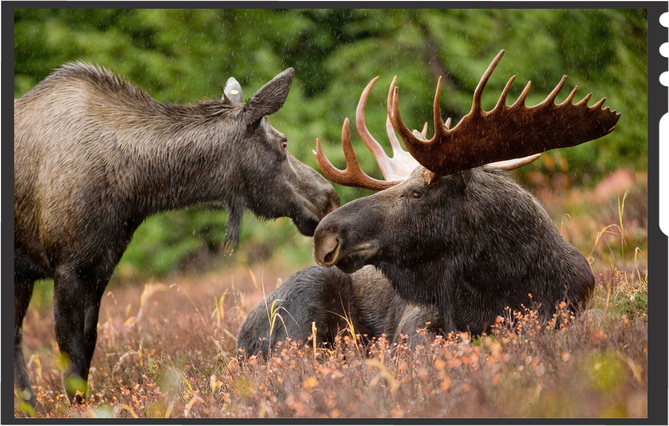 Although Generally Slow-moving And Sedentary, Moose - Moose In Alaska (1500x969), Png Download