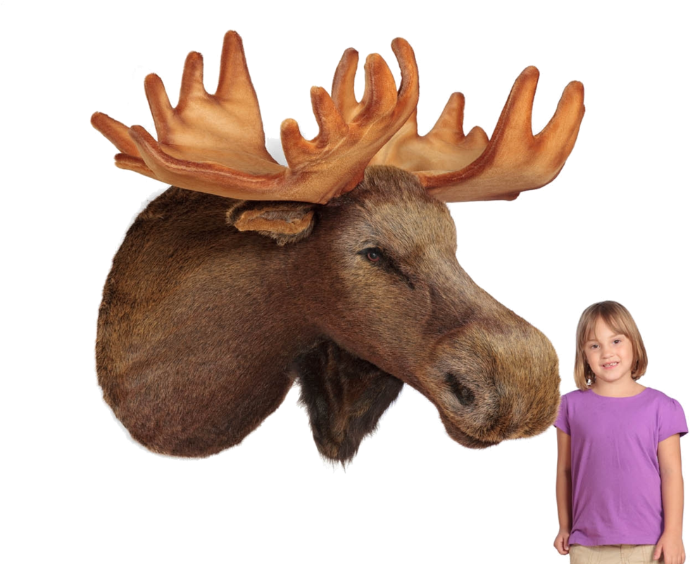 "mariner" Moose Head Wall Mount - Stuffed Plush Moose (1024x800), Png Download