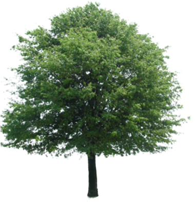Catford Street Trees - Tree Entourage (400x400), Png Download