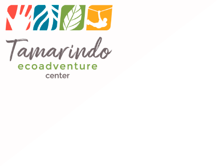 Tamarindo (443x339), Png Download