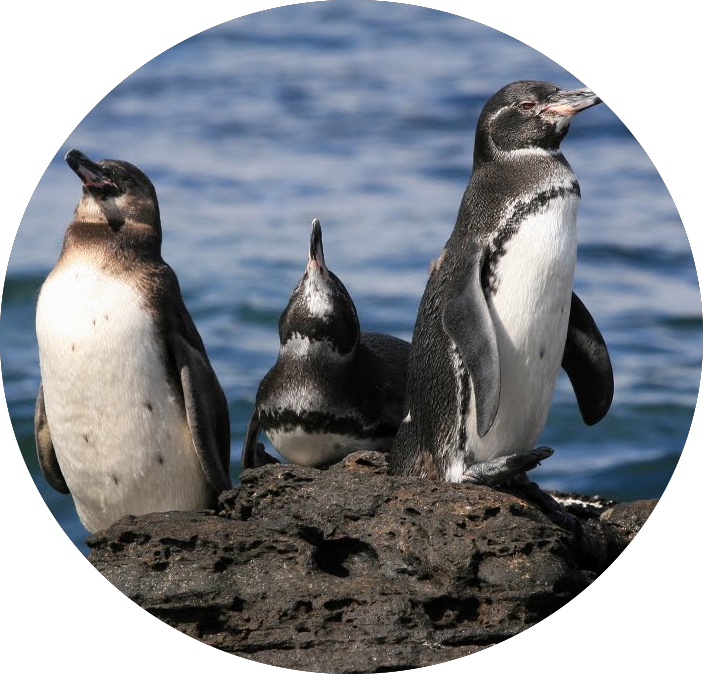 Galápagos Penguins - Galápagos Islands (703x674), Png Download