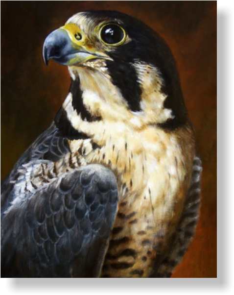 Acrylics On Mdf Panel, Cm - Peregrine Falcon - A Proud Bird Of Prey Card (496x620), Png Download