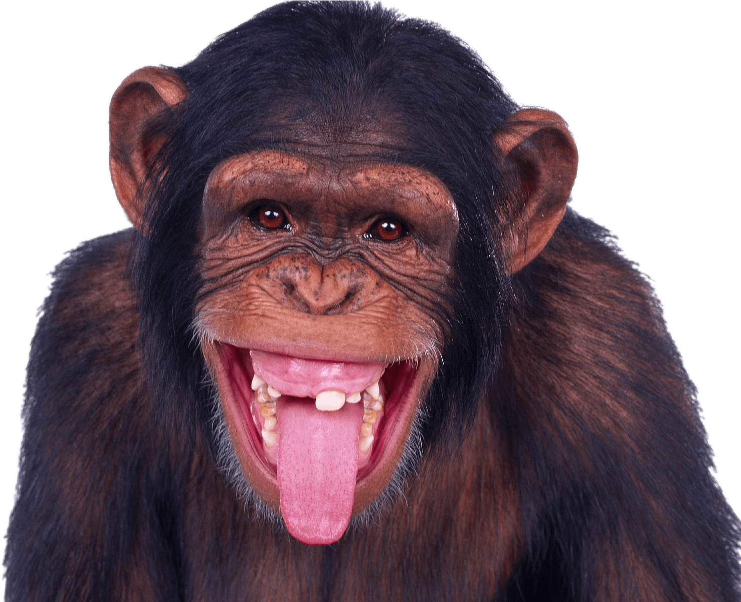 Chimpanzee Sticking Out Tongue - Monkey Hd (1600x1200), Png Download