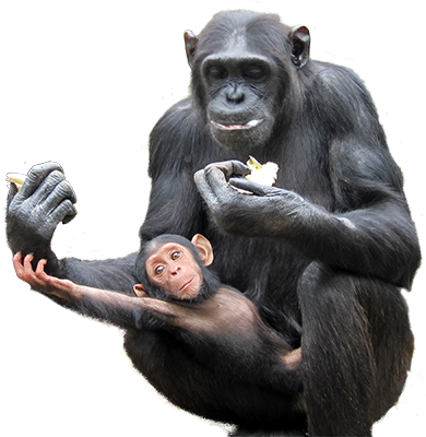 Chimpanzé Png - Png Chimps (390x400), Png Download