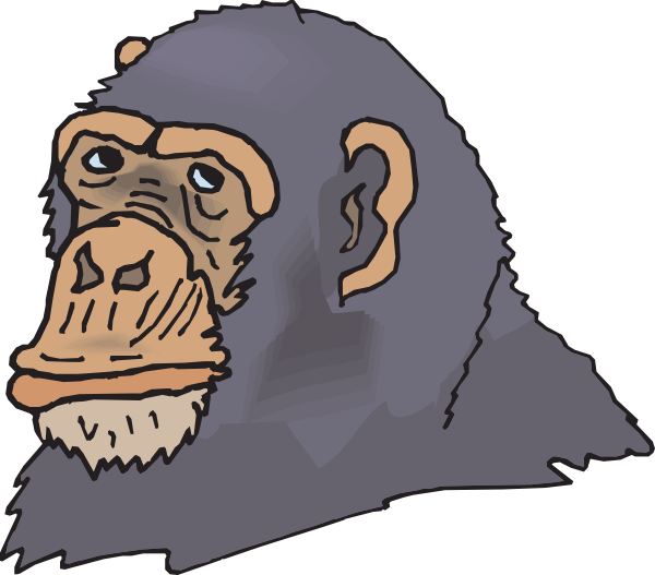 Gray Chimp Head Clipart Png For Web (600x527), Png Download