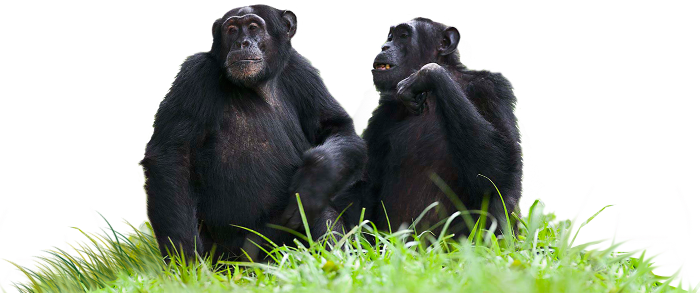 Chimp-uganda (1400x587), Png Download