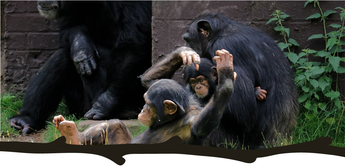 Chimpanzee (1201x583), Png Download