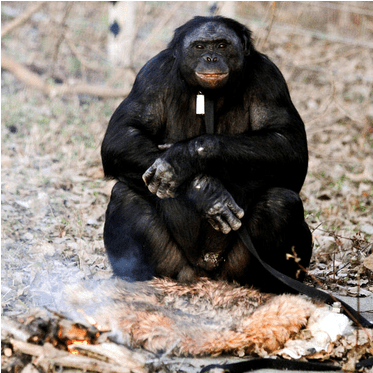 Bonobo Chimp Can Light A Fire - Orang Utan Lg Masak (672x372), Png Download
