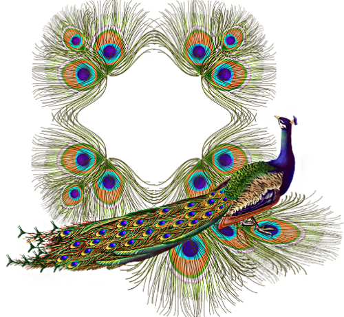 Read It - Tavus Kuşu Resmi Png (500x461), Png Download