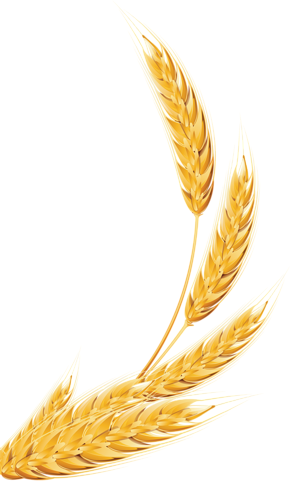 Linhas De Produtos - Wheat Clipart (291x481), Png Download