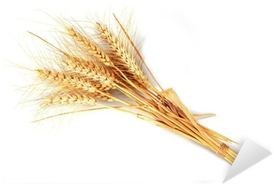 Espigas De Trigo Aisladas Sobre Fondo Blanco Sticker - Does Grain Come (400x400), Png Download