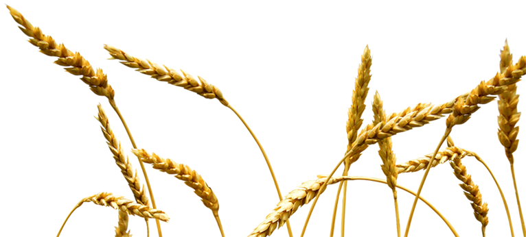 Trigo - Transport (781x370), Png Download