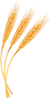 Download Trigo Espigas De Trigo Png Full Size Png Image Pngkit