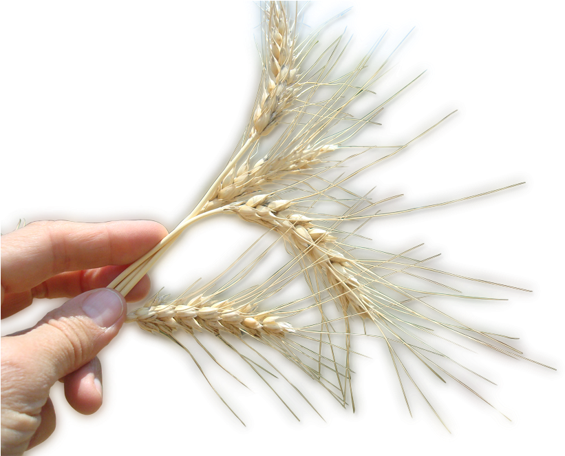 Con - Mano Con Trigo Png (865x661), Png Download