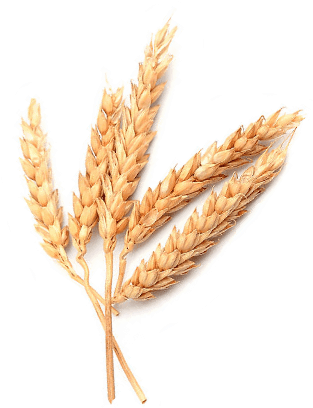 Em 2012 Acontece Um Dos Marcos Mais Importantes E Históricos - Einkorn Wheat (329x414), Png Download