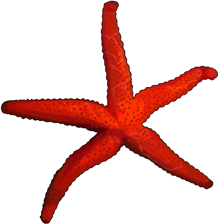 Estrella De Mar - Equinodermos Png (700x495), Png Download