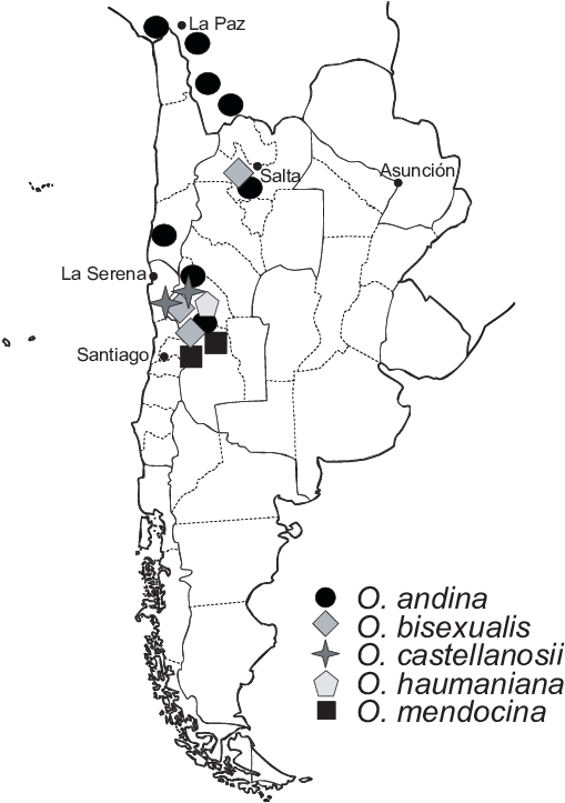 Distribution Of Oxychloë In South America - Line Art (515x722), Png Download