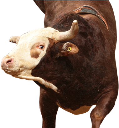 Time Bomb - Bull (391x421), Png Download
