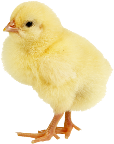 Baby Ducks, Animals Images, Animals For Kids, Entourage, - Poules Png (399x500), Png Download