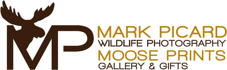 Moose Prints Logo - Graphic Design (1000x388), Png Download