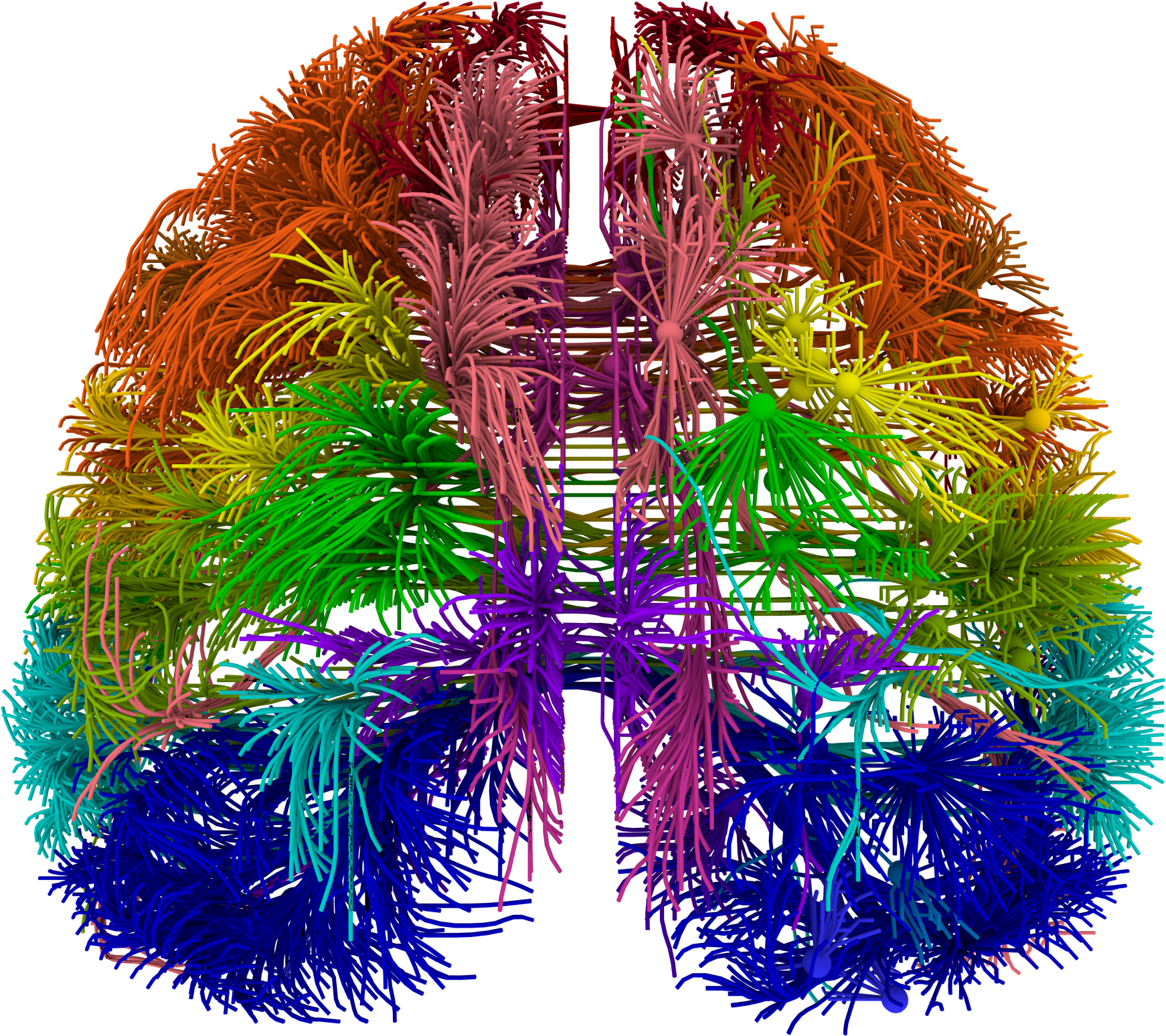 Wiring Of Brain (2048x2048), Png Download
