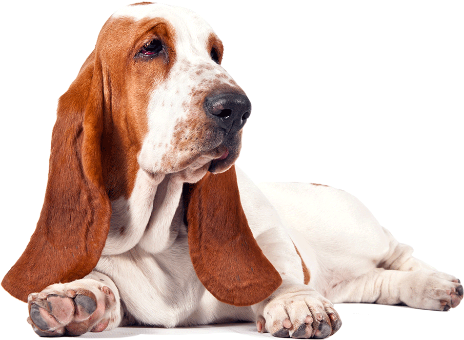 Basset Hound Free Download Png - Basset Hound Dog T Shirt I Love Like Basset Hound (1170x780), Png Download