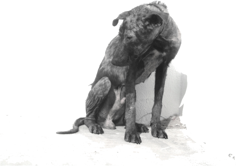 Abandoned Dog Png - Dog (1024x742), Png Download