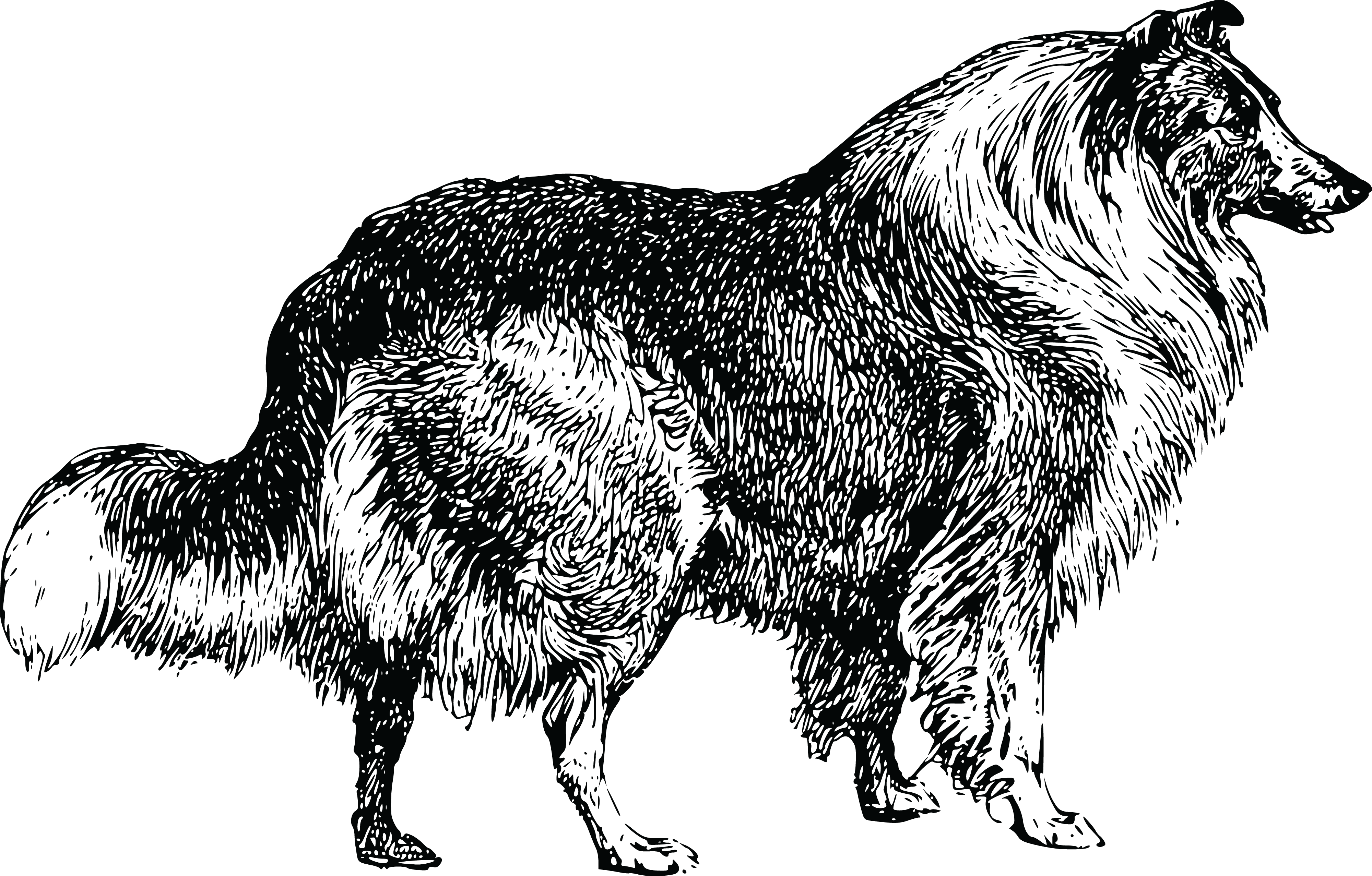 , , - Collie Dog Clip Art Black And White (4000x2555), Png Download