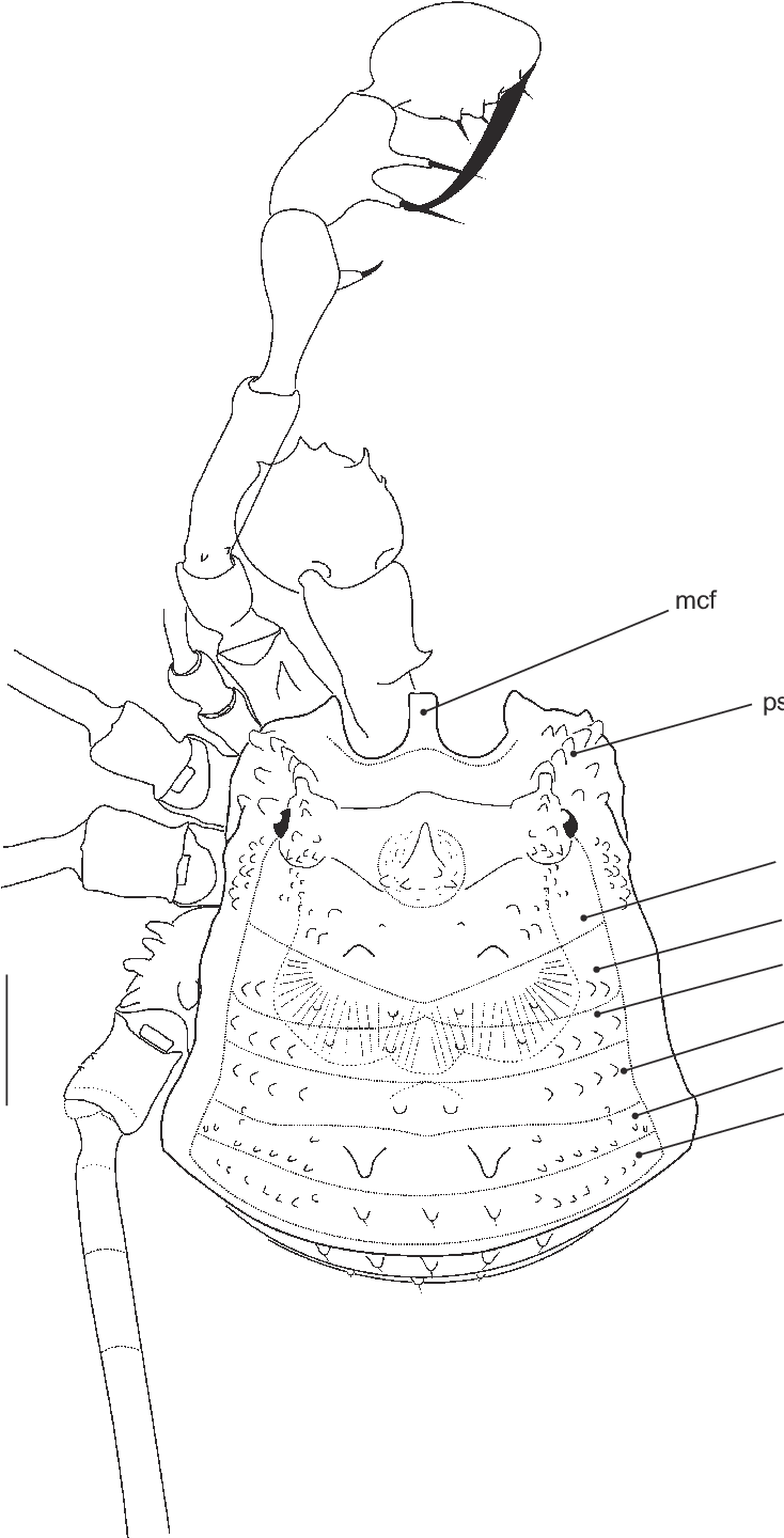 Female Lectotype , From Espiritu Santo, Vanuatu - Line Art (743x1439), Png Download