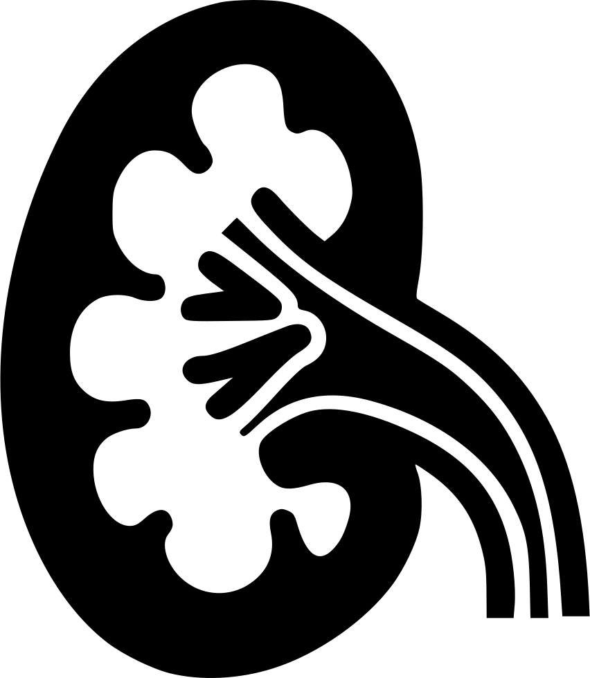Png File Svg - Kidney Png Black (852x980), Png Download