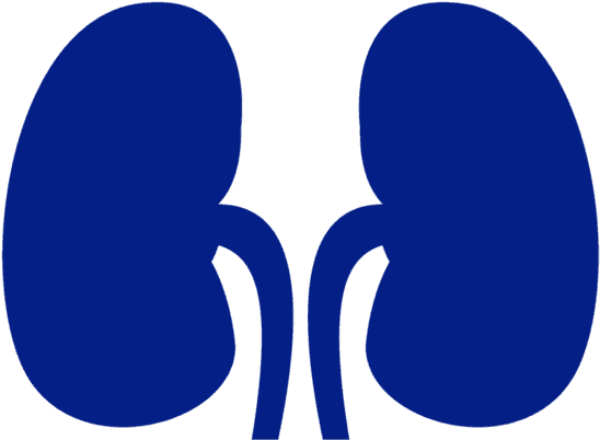 Kidney Transplant - Kidney Image Blue (640x537), Png Download