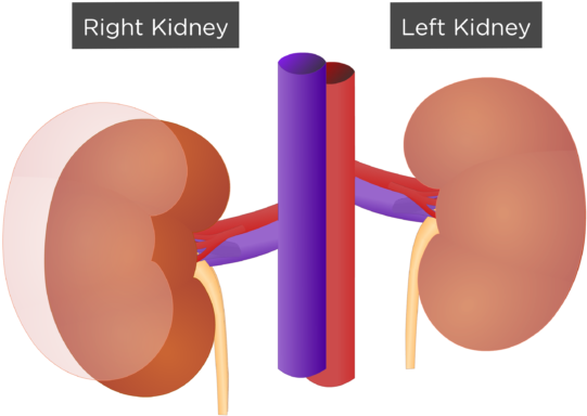 Kidney (770x449), Png Download