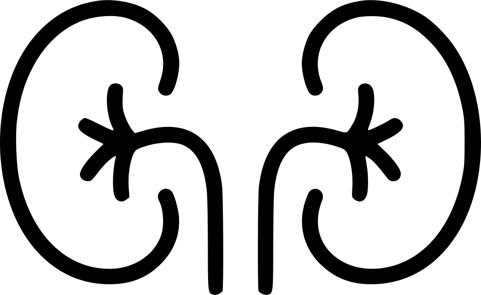 Kidney Organ Excretory System Anatomy Urine Comments - Png Organs Icons (980x602), Png Download