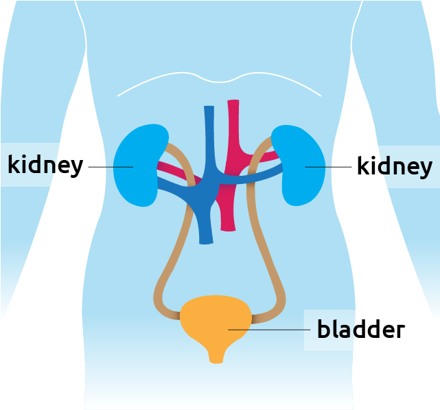 Kidney Situated In The Torso - Graphic Design (640x640), Png Download