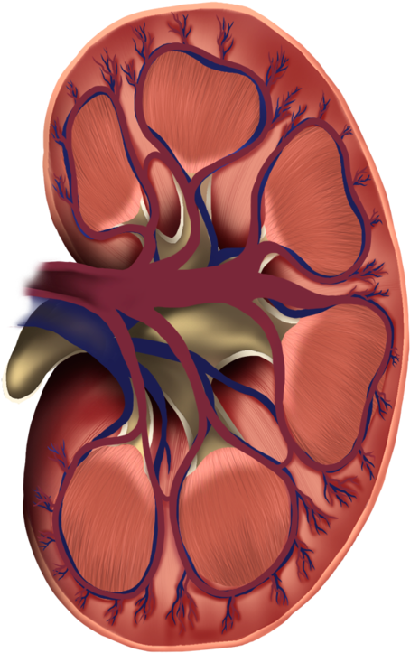 Kidney Cross Section - Kidney (615x844), Png Download