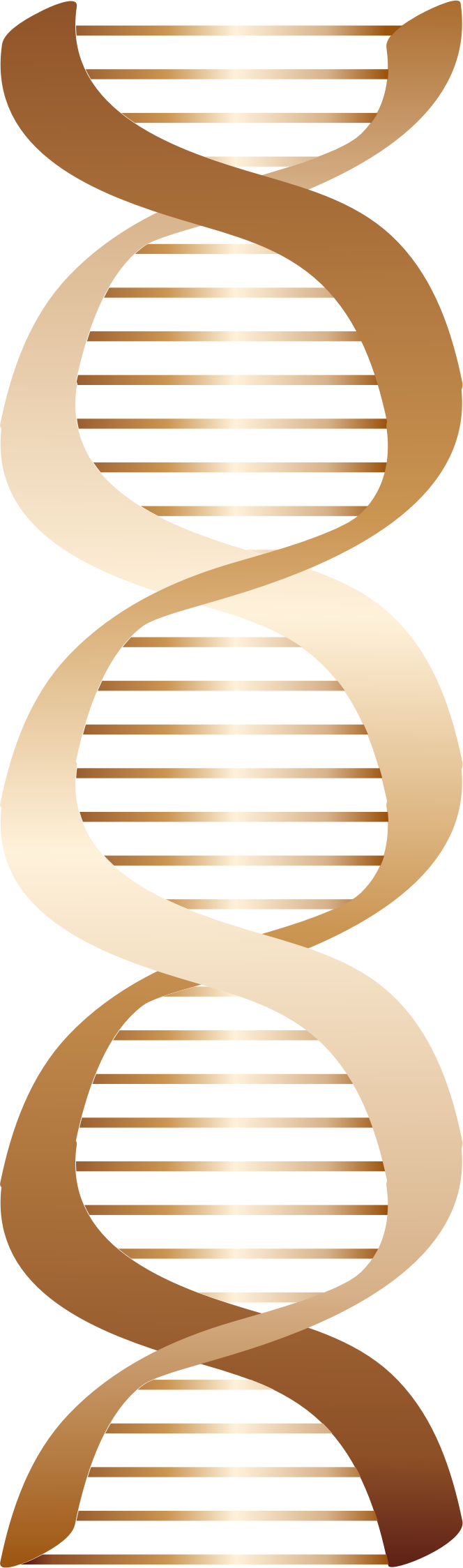Big Image - Dna Png Brown (664x2248), Png Download