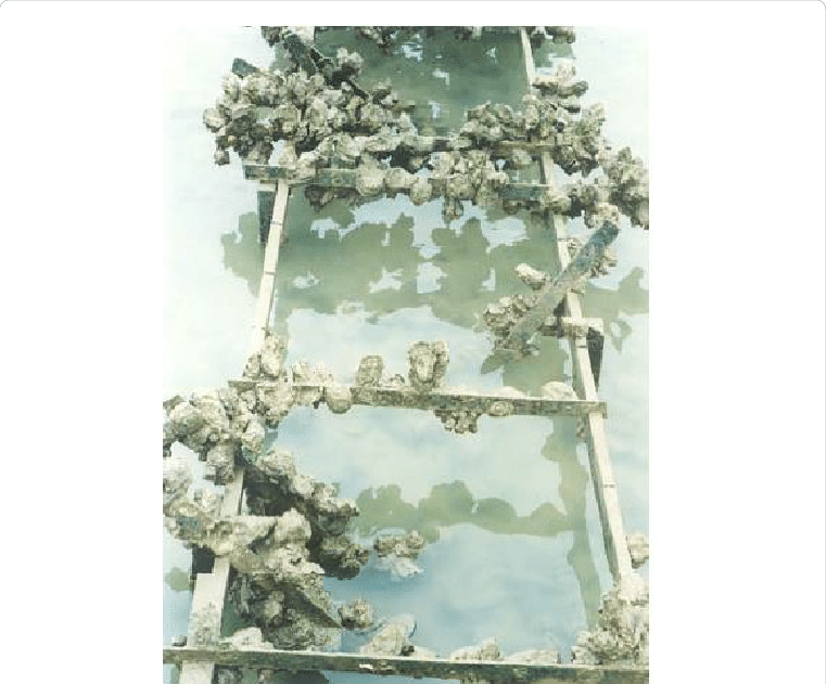 Sediment Accumulation Beneath Oyster Racks - Sediment (761x631), Png Download