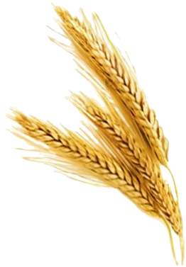 Barley Png File - Wheat Transparent Png (400x385), Png Download