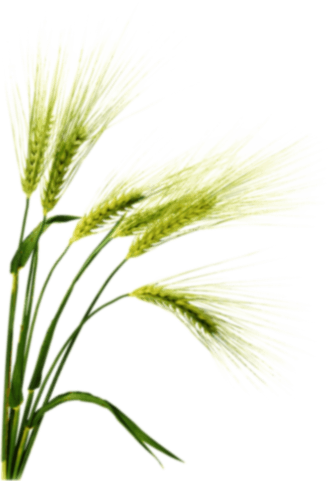 Barley Png Image With Transparent Background - Barley Png (653x959), Png Download